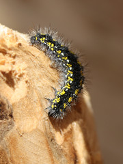 Caterpillar
