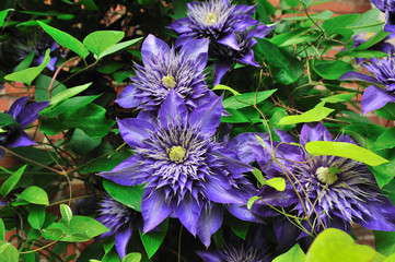 Clematis