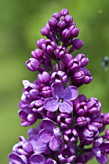 Lilac in bloom.