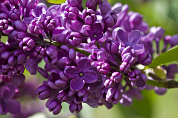 Lilac in bloom.
