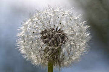 Fluff of a dandelion.