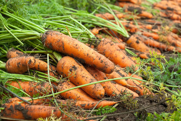 harvest of carrots