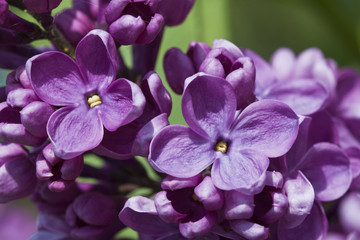 Fototapeta na wymiar Lilac in bloom.