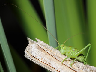 grasshopper with long mustache