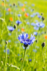 Obraz premium Kornblume im bunt blühendem Feld