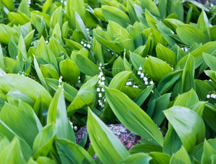 lily of the valley