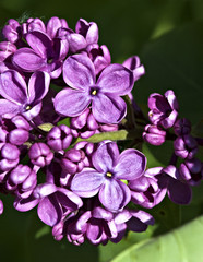 Lilac in bloom.