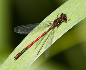 Small Red Damselfly on a green leaf