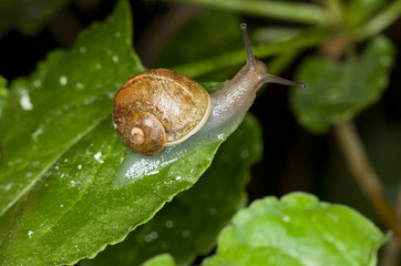 A snail on a wet leaf