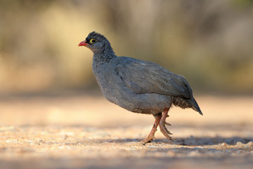 Red billed Spurfowl walking.