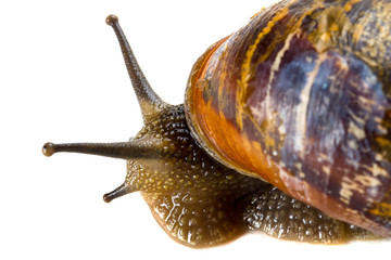 Snail close up over white background