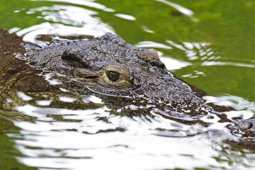 Fototapeta premium crocodile head submerged in water of a river