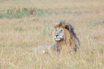 Lion lying down at Savanna.