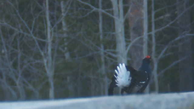 birkhahnbalz