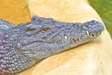 dangerous crocodile head