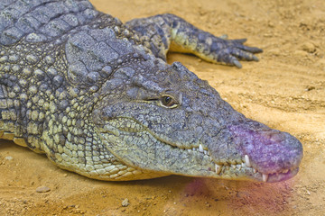 huge crocodile on the banks of a river