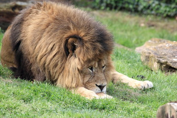 lion couché