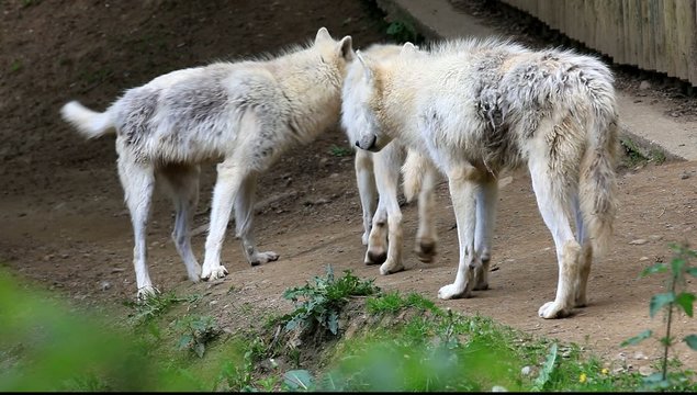horde de loups blancs du canada