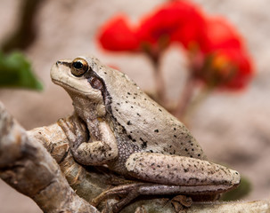 petite grenouille rainette