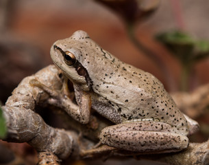petite grenouille rainette