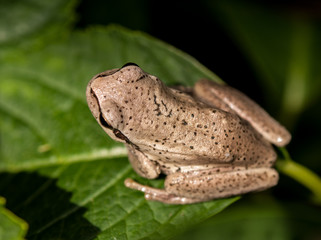 Obraz premium petite grenouille rainette