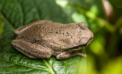 petite grenouille rainette