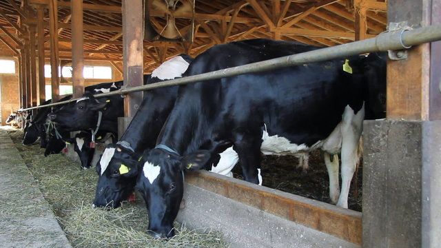 Holstein Cows on Farm