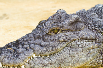 crocodile skull with skin and eyes detail