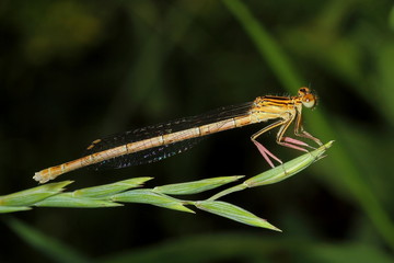Damselfly on grass