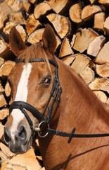 pferdeportrait vor holz