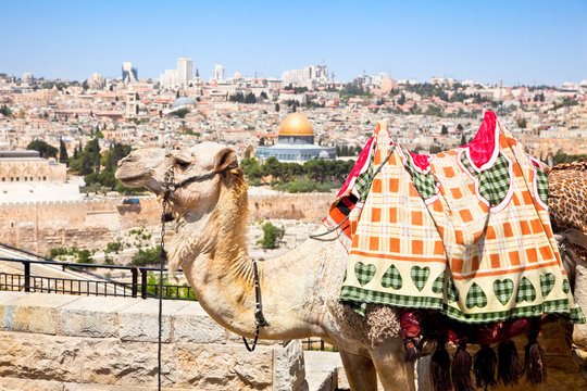 Camel on Mount of Olives , Jerusalem, Israel