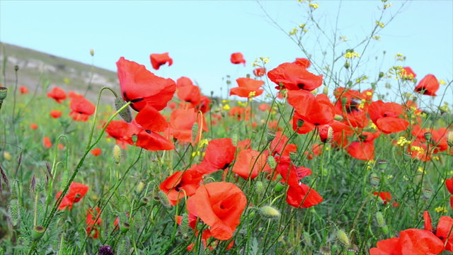 Red poppy on the green field. Footage 1920x1080