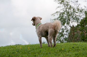 Obraz premium Nosy parker