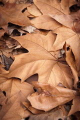 Dead leaves shot ideal for backgrounds and textures