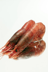 mediterranean red shrimp