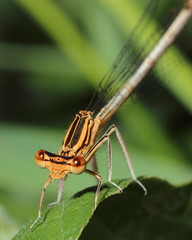 Damselfly. Close-up