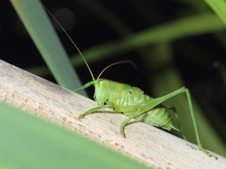grasshopper with long mustache. close-up