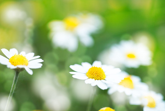 Abstract summer backgrounds with daisy flowers
