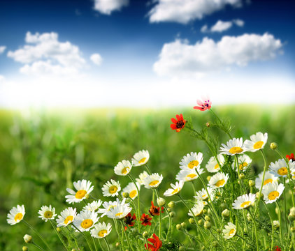 Fototapeta Summer wildflowers
