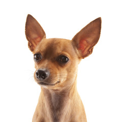 Chihuahua