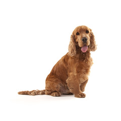 Cocker Spaniel