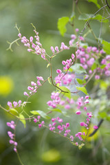 Coral Vine