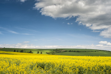 Obraz premium Horizon with yellow field