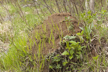 Anthill