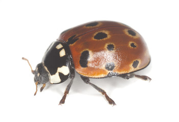 Eyed ladybug, anatis occelata isolated on white background