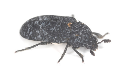Dermestid beetle isolated on white background