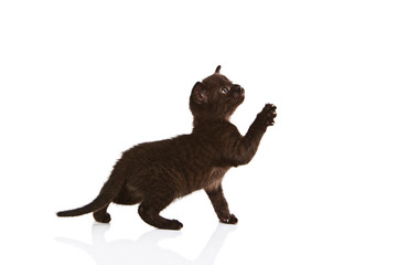 kleine schwarze Katze