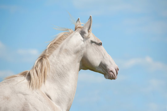 horse and sky