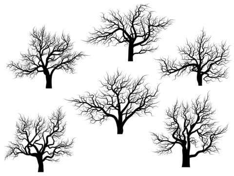Silhouettes of oak trees without leaves.