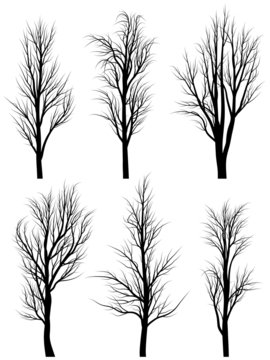 Silhouettes of birch trees without leaves.